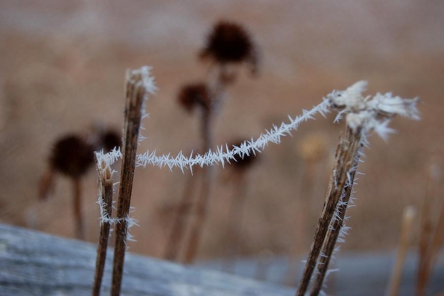 Frosty Thread Photograph by Greni Graph