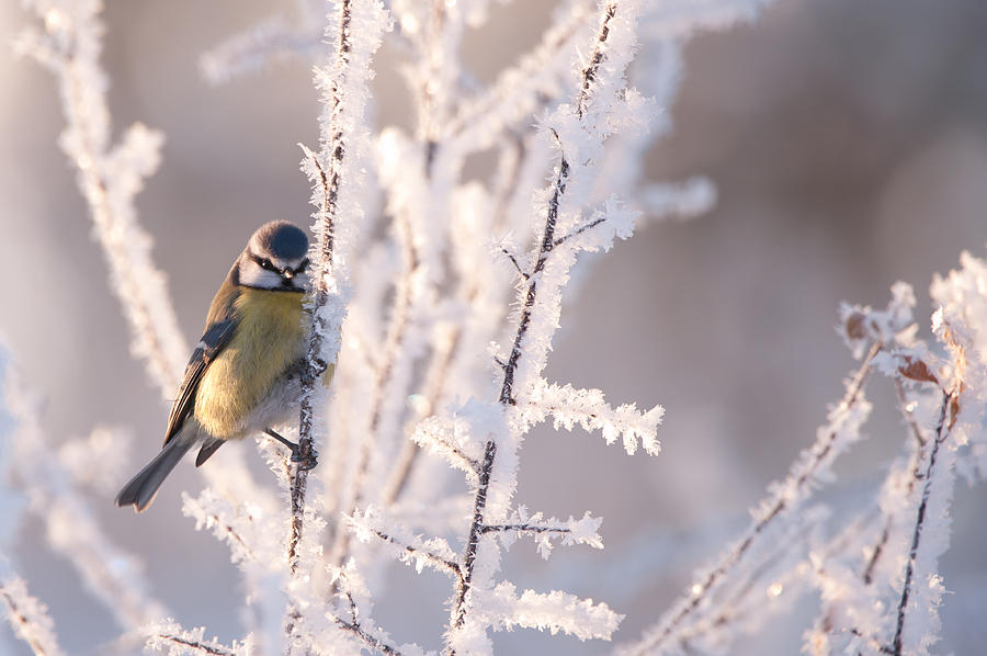 Frosty Photograph by Torbjorn Swenelius