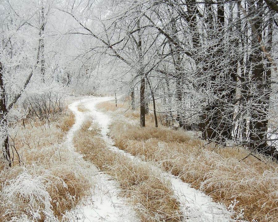 Frosty Trail 2 Photograph by Penny Meyers