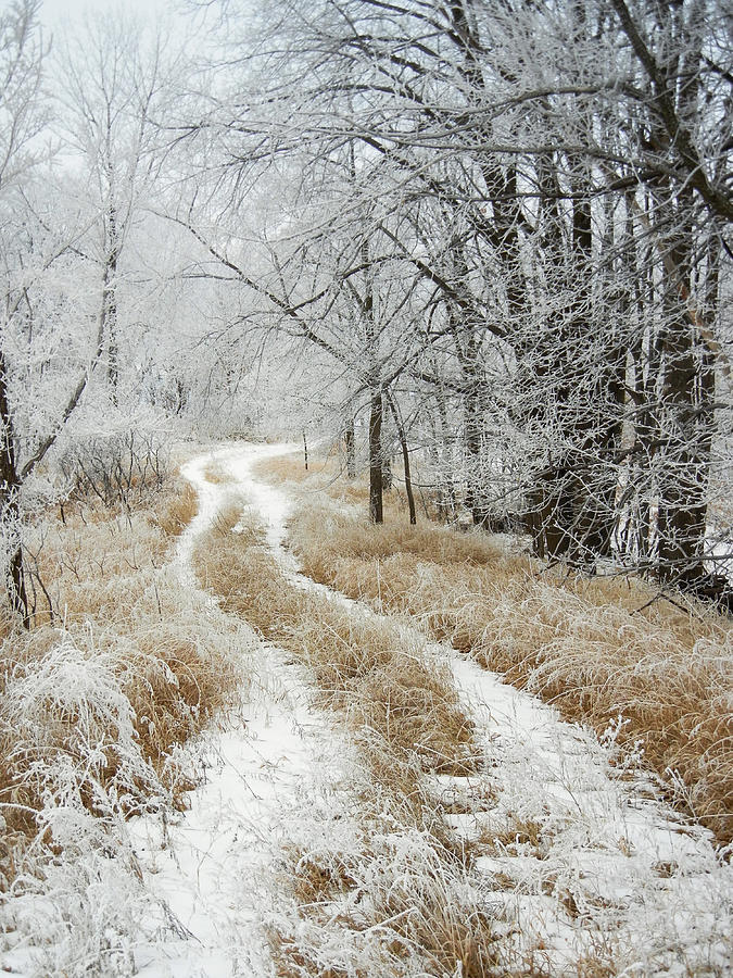 Frosty Trail Photograph by Penny Meyers