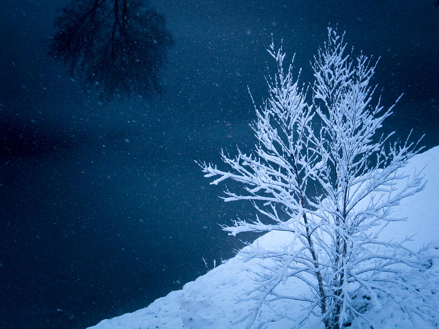 Frosty Tree by a Dark Lake Photograph by George Harth