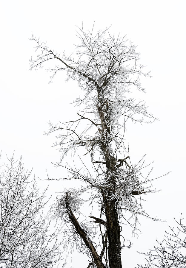 Mountain Photograph - Frosty Tree on the Blue Ridge Parkway by Greg Reed