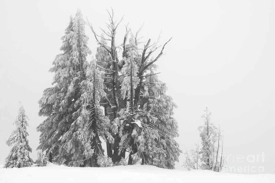 Tree Photograph - Frosty trees by Inge Riis McDonald