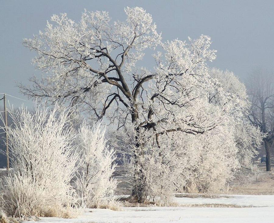 Frosty Trees Photograph by John Dart