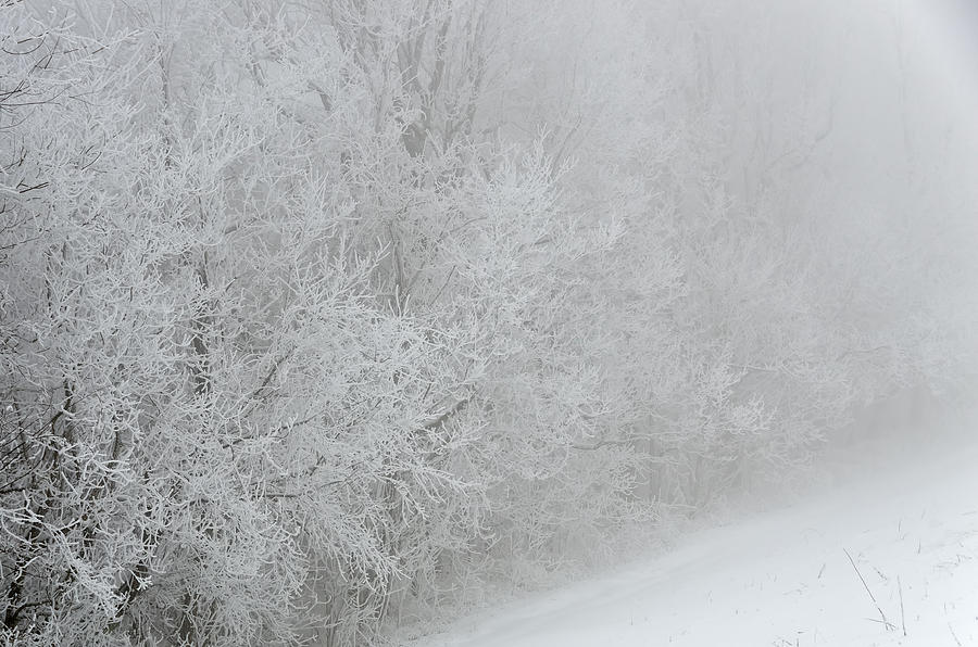 Frosty Trees on the Blue Ridge Parkway Photograph by Greg Reed