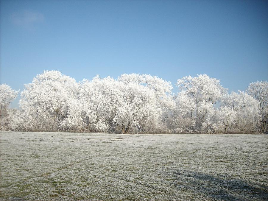Tree Photograph - Frosty Warwick trees and fields by Lawrence Stewart