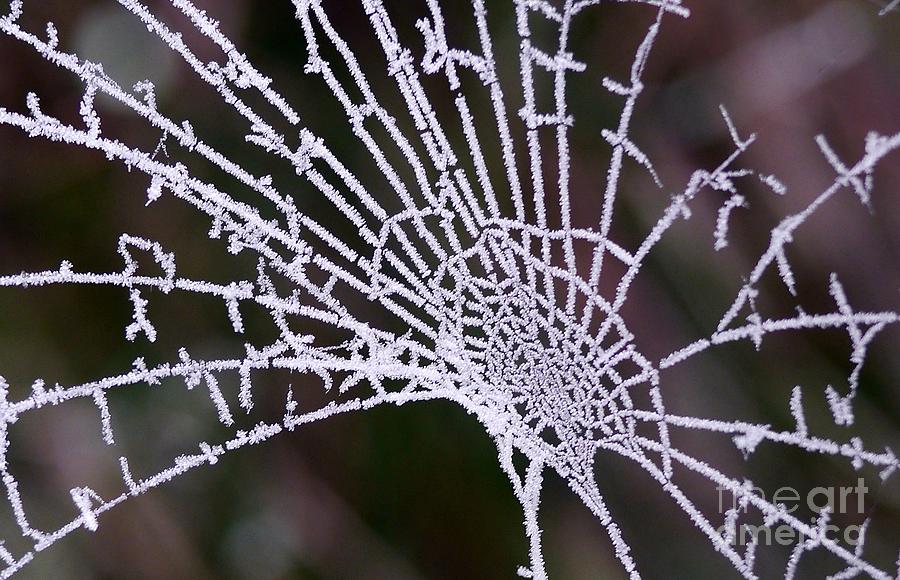 Web Photograph - Frosty Web by John Chatterley