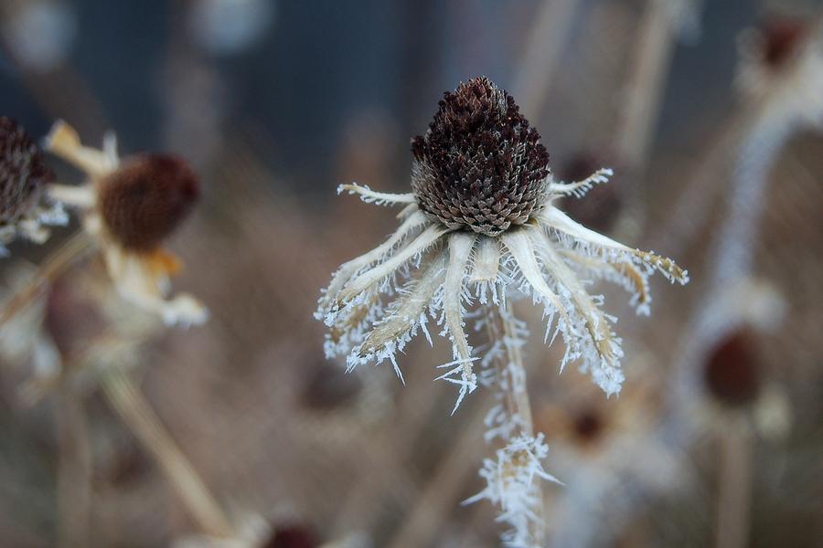 Frosty White Coneflower Photograph by Greni Graph