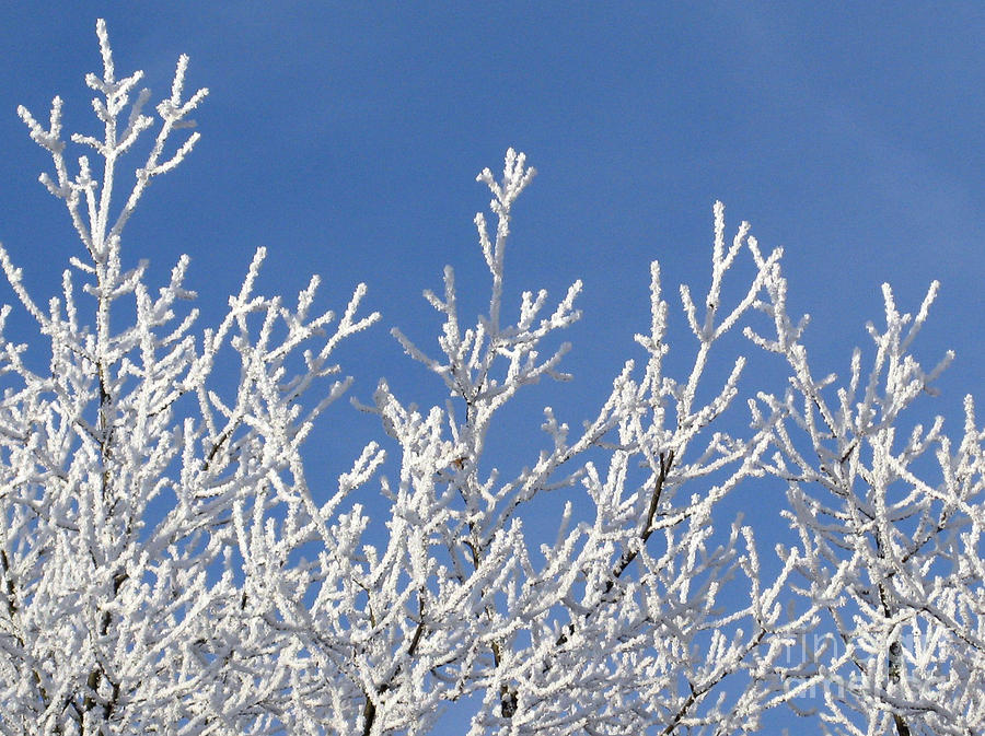 Nature Photograph - Frosty Winter Wonderland 01 by Ausra Huntington nee Paulauskaite