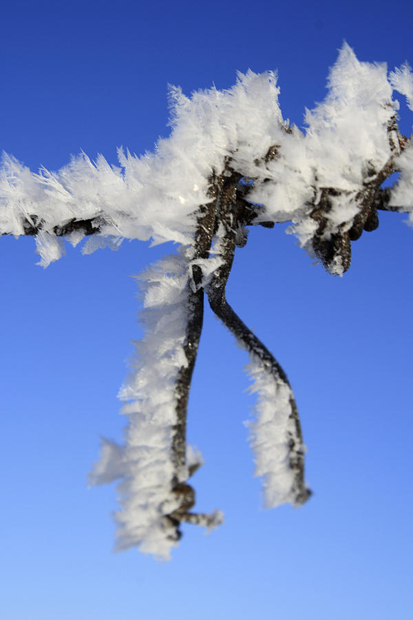 Frosty Wire Photograph by Richard Stedman