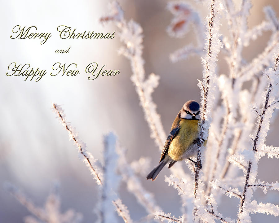 Frosty with Christmas greetings Photograph by Torbjorn Swenelius