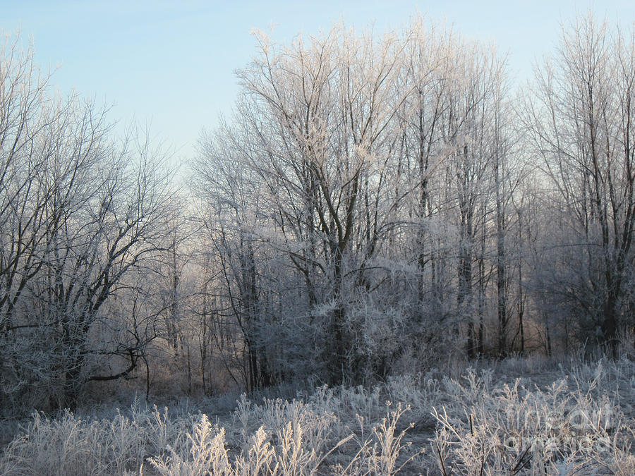 Frosty Woods on a Cold Morning Photograph by Conni Schaftenaar