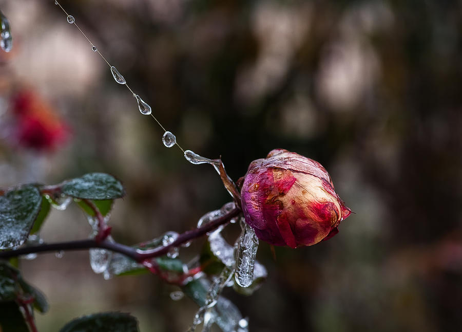 Froze Rose Photograph by Mark Alder