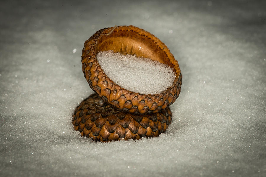 Frozen Acorn Cupule Photograph by Paul Freidlund
