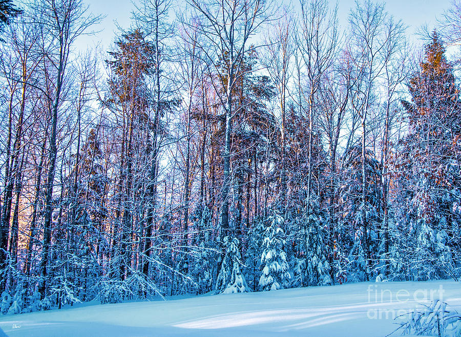 Frozen Winter Photograph by Alana Ranney