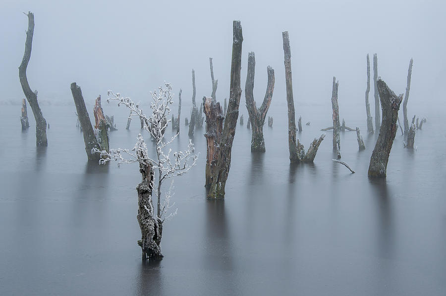 Frozen And Foggy World ........ Photograph by Piet Haaksma