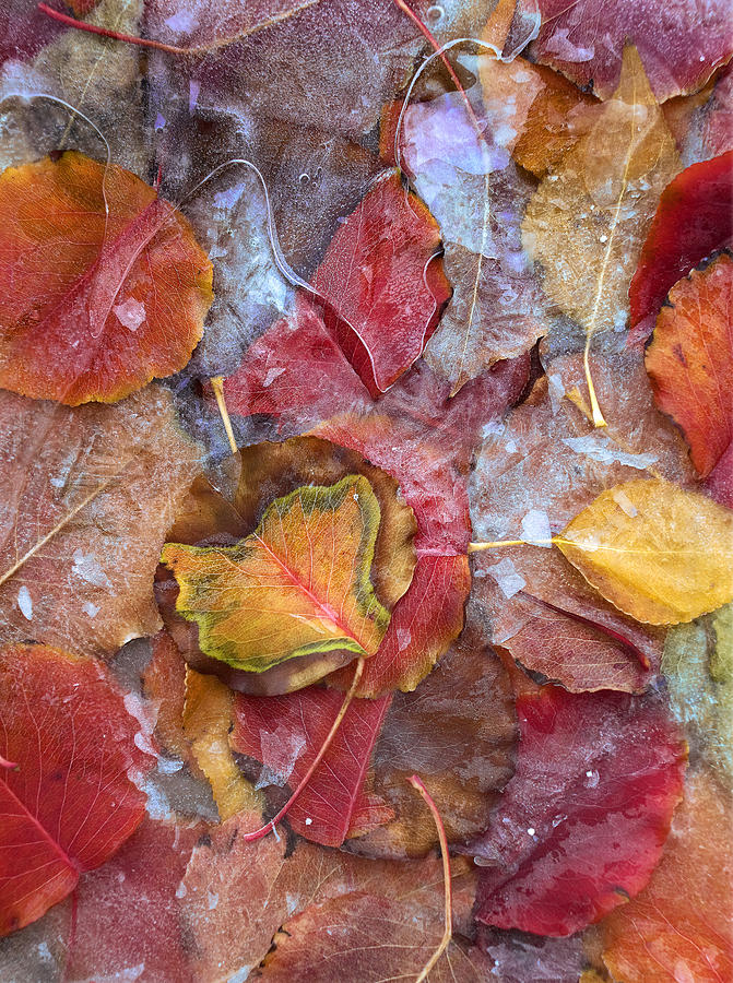 Frozen Autumn Aspen Leaves Photograph by Tim Fitzharris