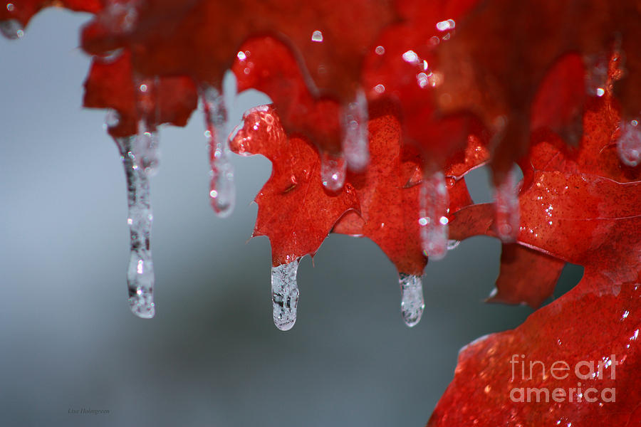 Fall Photograph - Frozen Autumn by Lisa Porier
