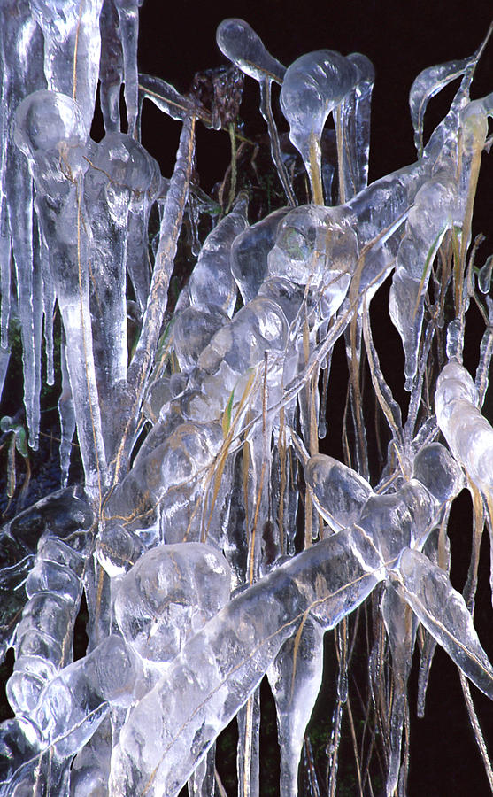 Frozen Beauty Photograph by Ginny Barklow