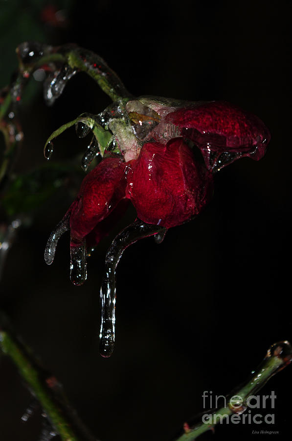 Rose Photograph - Frozen Beauty by Lisa Porier