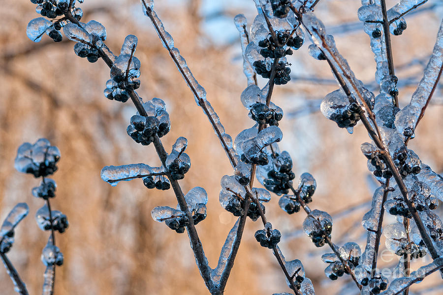 Frozen berries Photograph by Les Palenik