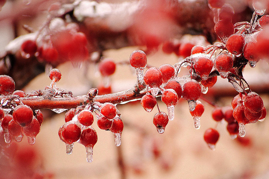 Frozen Berries Photograph by Frozen in Time Fine Art Photography