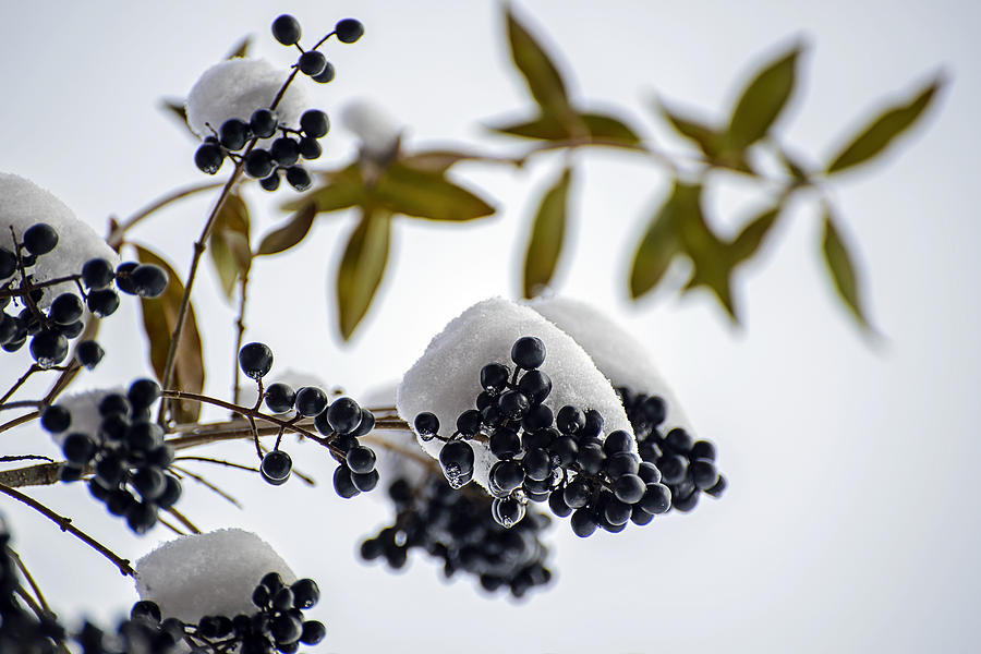 Frozen Berries Photograph by Robert Mitchell