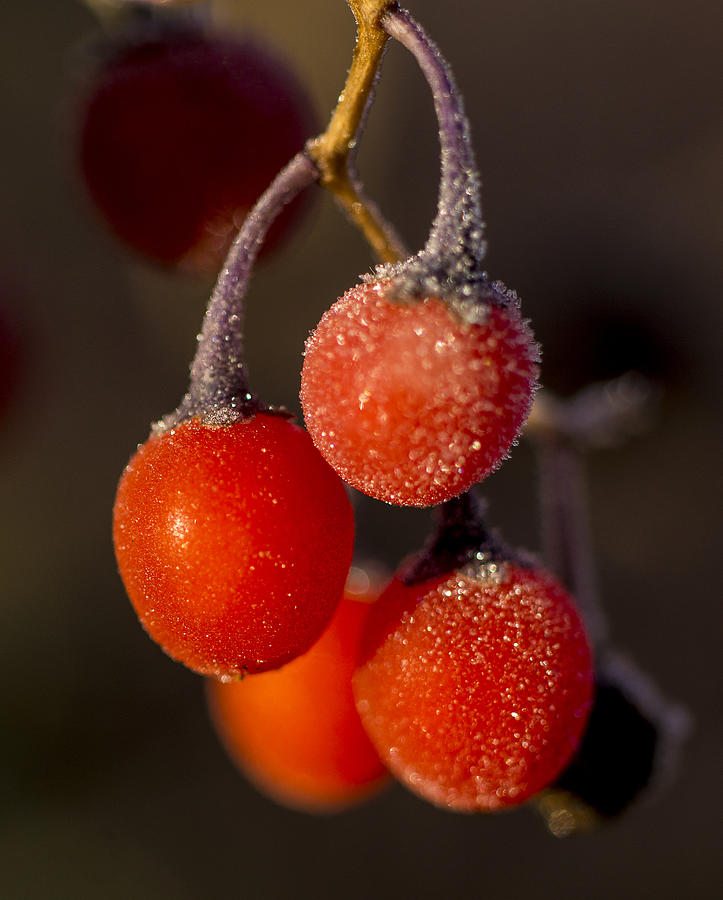 Frozen Berries Photograph by Ron Roberts