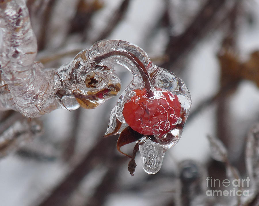 Frozen Berry Photograph by Deborah Smolinske