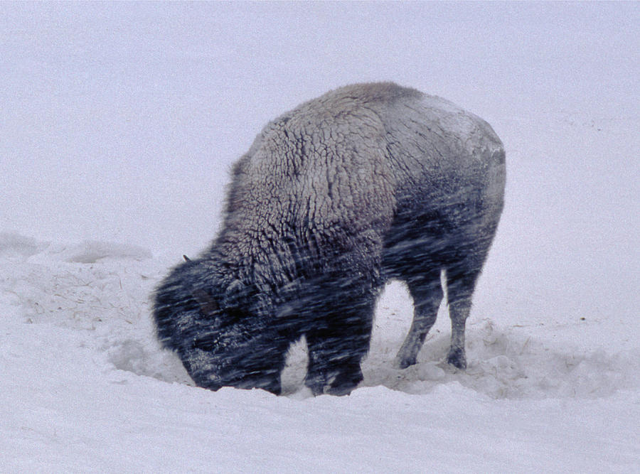 M-09087-Frozen Bison in blizzard Photograph by Ed  Cooper Photography