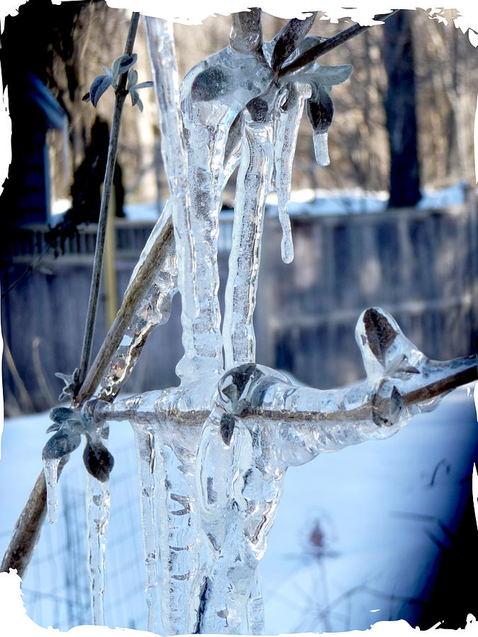 Frozen Blooms Photograph by Margie Avellino