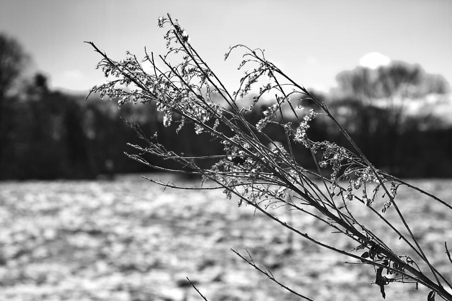 Frozen Branch Photograph by John Hoey