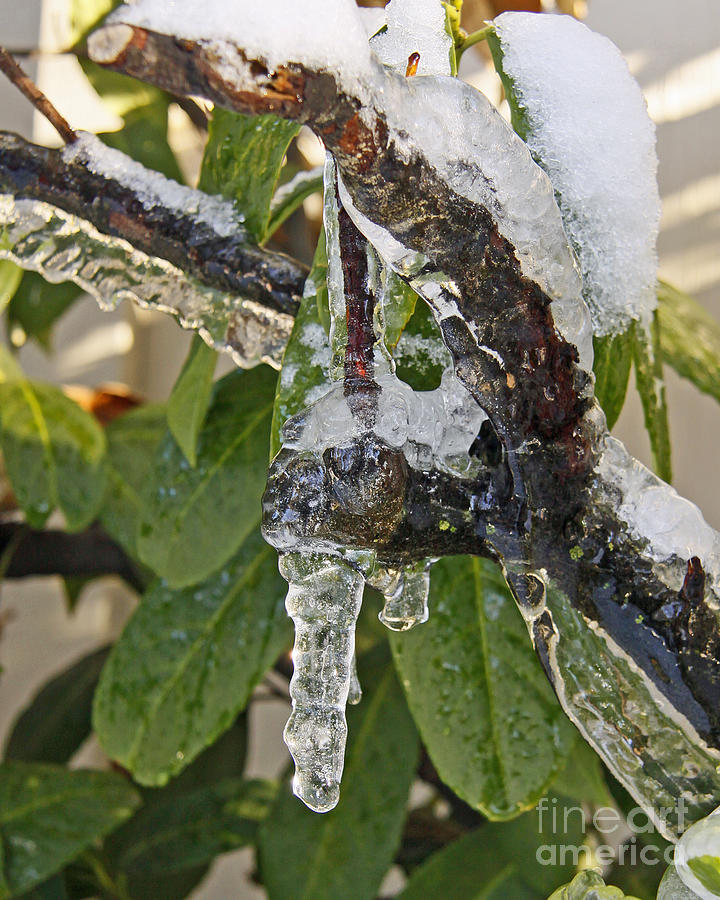 Frozen Branch with Translucent Icicles Photograph by Kenny Bosak