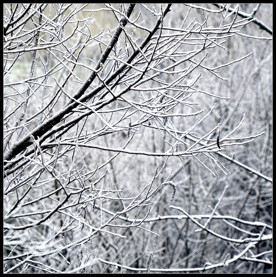 Frozen Branches Photograph by Bonnie Bruno