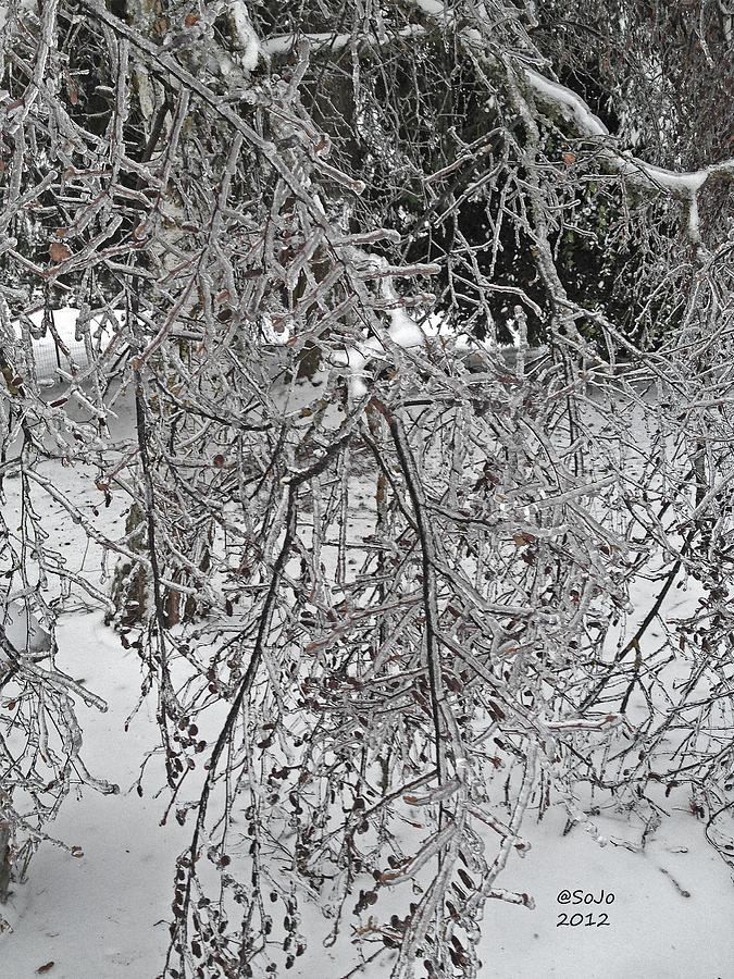 Winter Photograph - Frozen Branches by Sally Jo McKean