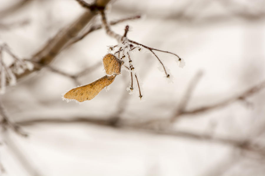 Frozen Branches Photograph by Tracy Winter