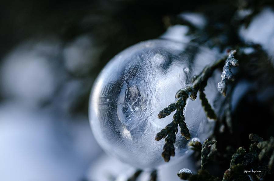 Frozen Bubble on a Pine Tree Photograph by Crystal Wightman