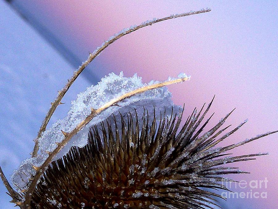 Frozen Cactus Photograph by Amalia Suruceanu