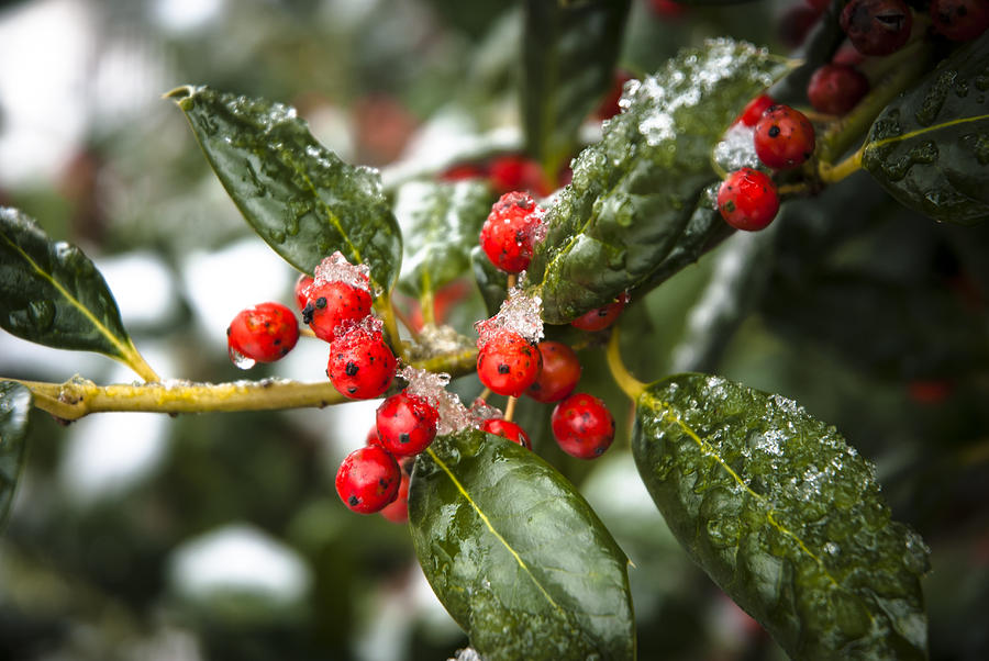 Frozen Cape Holly Photograph By Johnathan Bass - Pixels