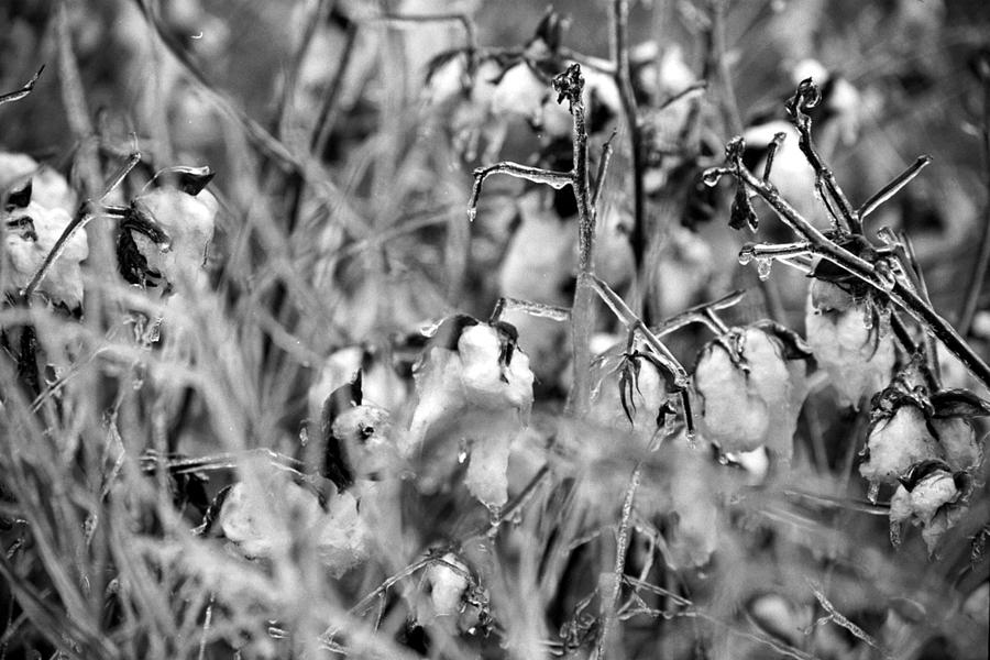 Black And White Photograph - Frozen Cotton by Elaine Burlew