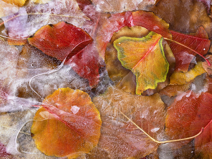 Frozen Cottonwood Leaves North America Photograph by Tim Fitzharris