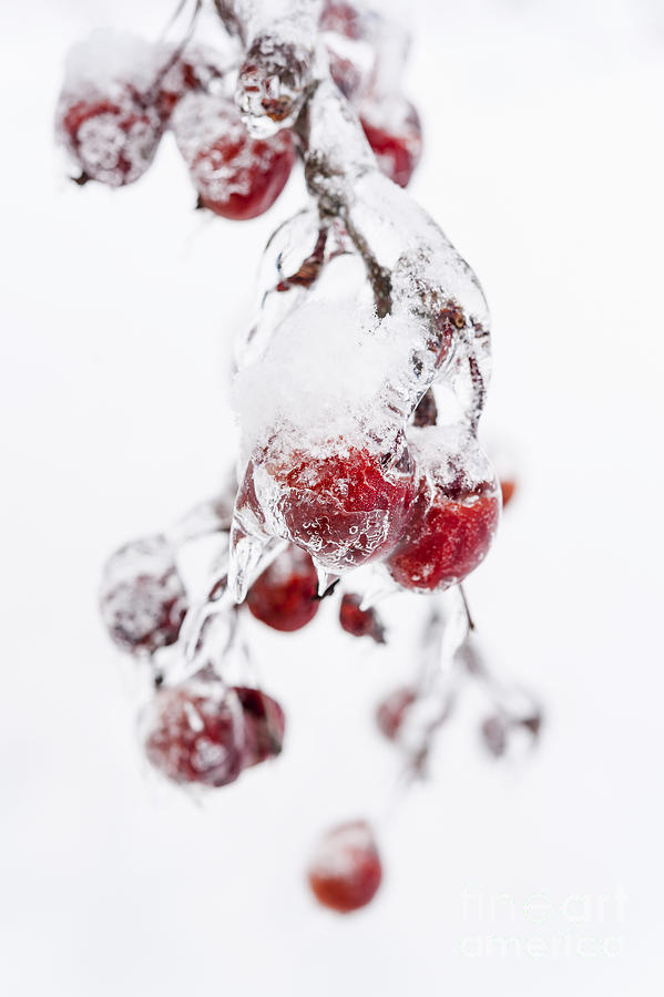 Frozen crab apples Photograph by Elena Elisseeva