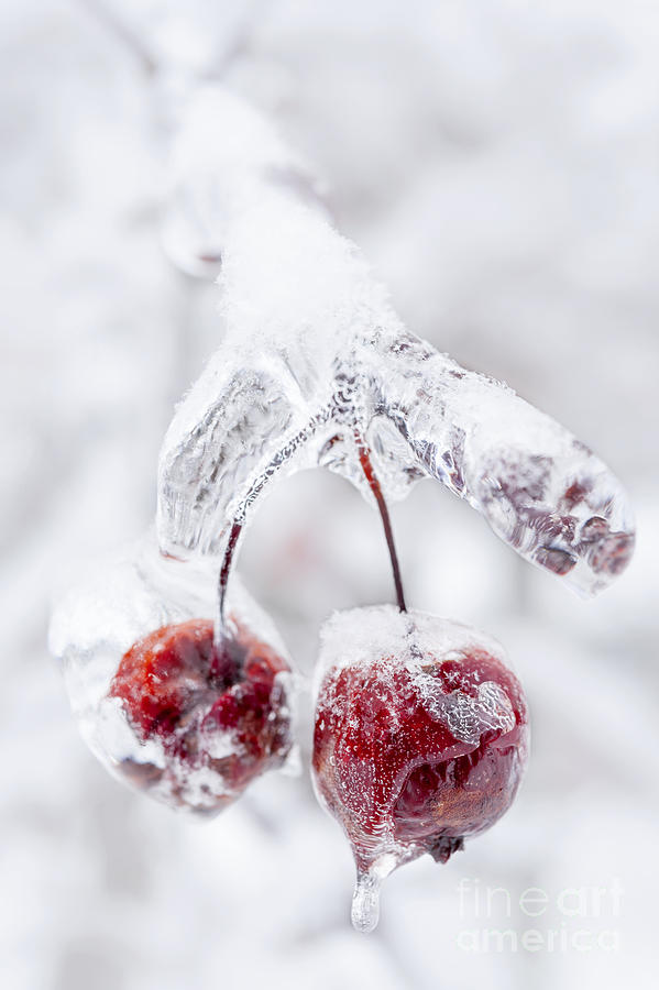 Frozen crab apples on icy branch Photograph by Elena Elisseeva