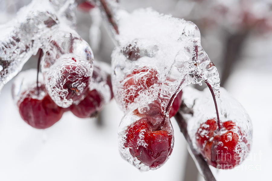Frozen crab apples on snowy branch Photograph by Elena Elisseeva