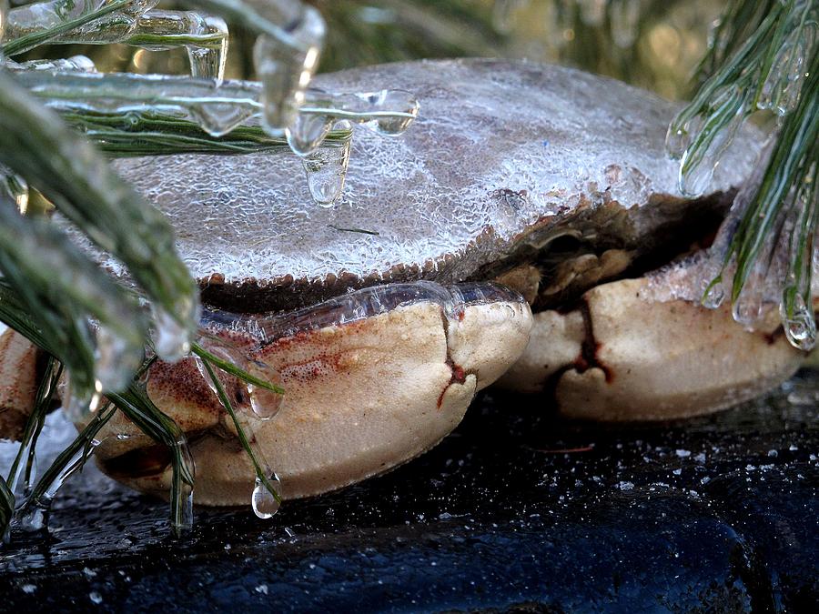 Maine Photograph - Frozen Crab Meat by Donnie Freeman Maine Photograph - Frozen Crab Meat by Donnie Freeman