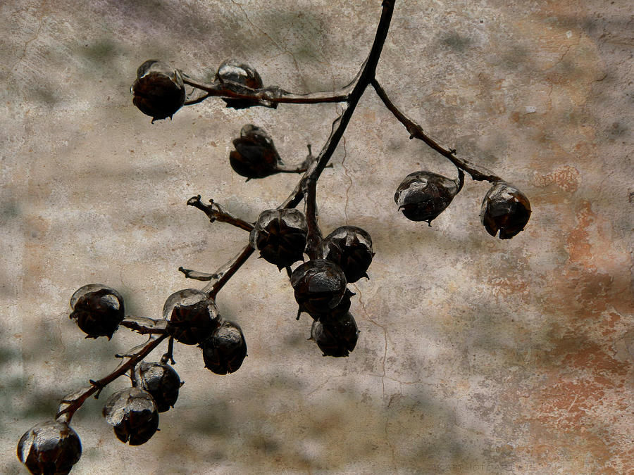 Frozen Crepe Myrtle Pods Photograph by Kathy Barney