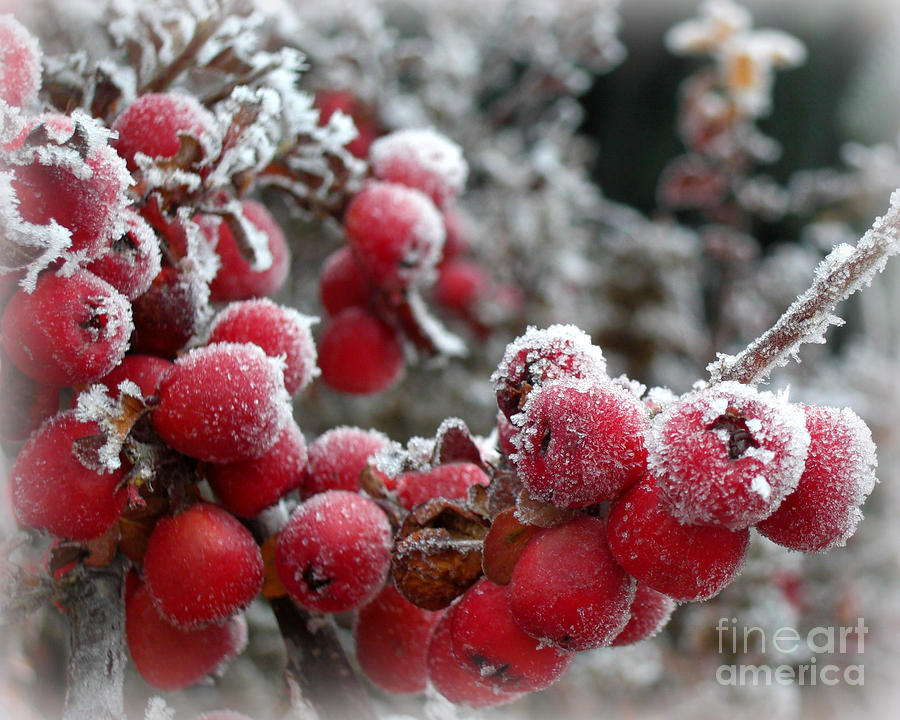 Frozen Crimson Photograph by Heidi Manly - Fine Art America