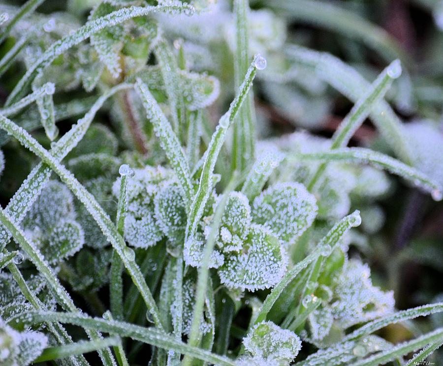 Frozen Dew Drops Photograph by Maria Urso
