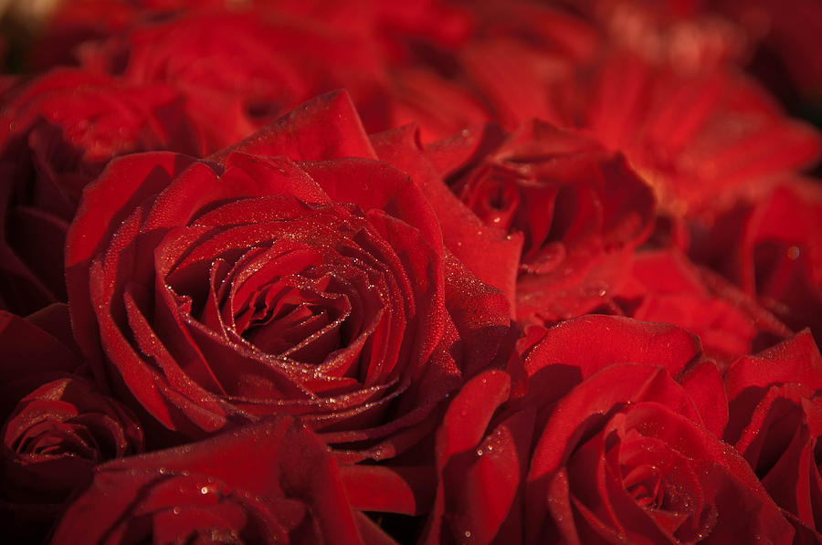 Frozen Dew On Red Roses Photograph