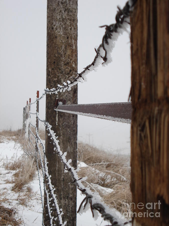 Frozen Fence line Photograph by J L Zarek